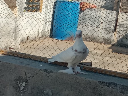 moja vara kbuter   only ૪૫૦ ma