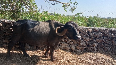 થંબનેલ 3