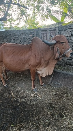 ગીર ગાય વેસવાની છે
