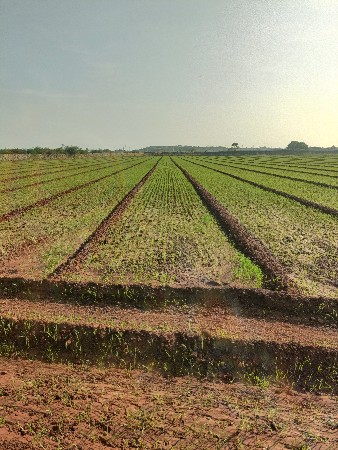 જમીન વેચવા ની છે