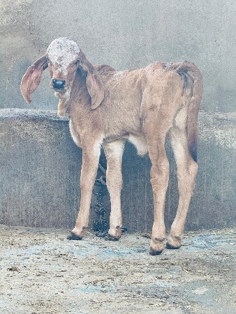 थंबनेल 4