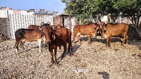 થંબનેલ 2