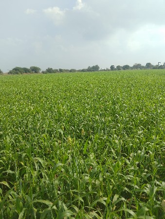 ગુંધરી વેચવાની છે 16 વીઘા