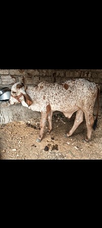 બે ગીર ખુટ વેચવાનો છે