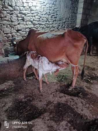 ગાય વેચવાની છે