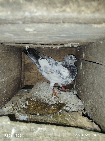 થંબનેલ 3