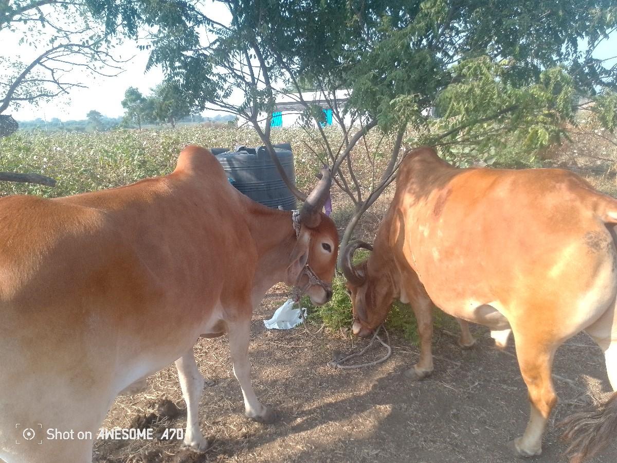 હાલવામાતેજસે