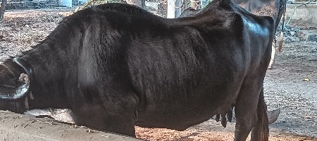 ભેસ વેચવા ની સે