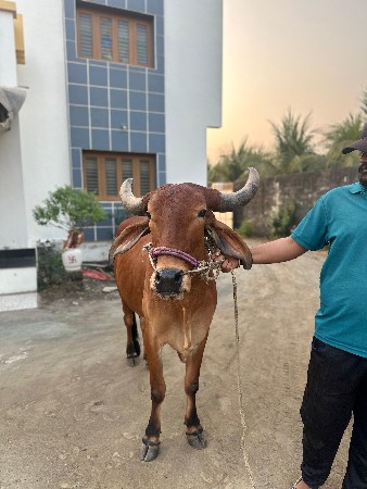 થંબનેલ 3