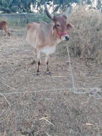 વાછાડા .