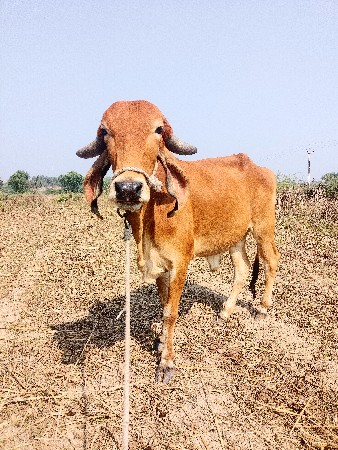 ગીર ઓડકી સાટા  કરવાના છે
