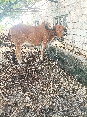 બળદ વેચવાનો છે