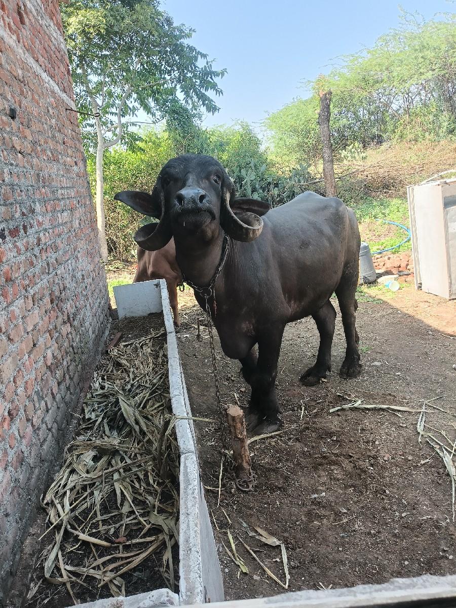 જીગ્નેશ સાધુ 9624937082