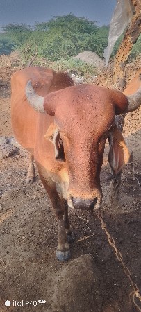 ગાય વેસ વા ની સે