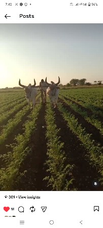 બળદ વેસવાનાશે