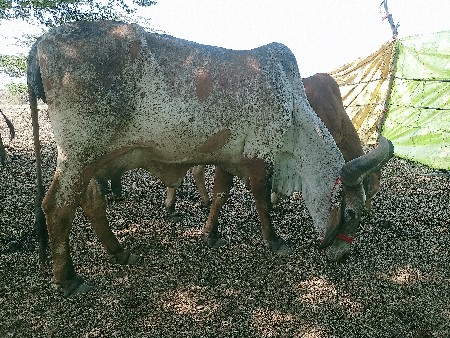 थंबनेल 3