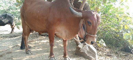 थंबनेल 2