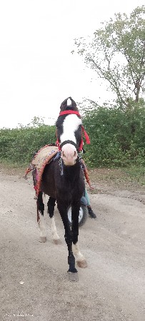 थंबनेल 3