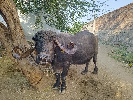 थंबनेल 3