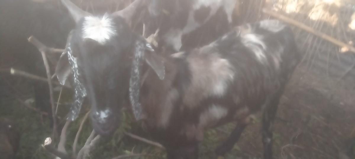 બકરી વેસવા ની સે ગભની સે.