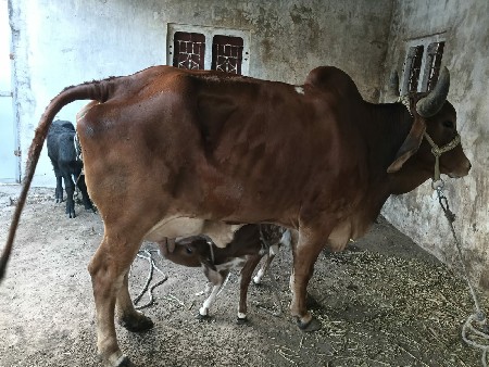 थंबनेल 3