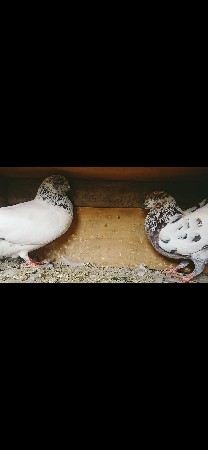 કબુતર છૅ નંગ 9