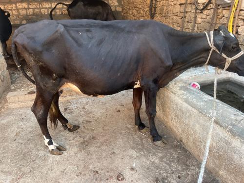 પેલા વેતર ની ઓળકી છે દોવા માં સાવ સોજી છે