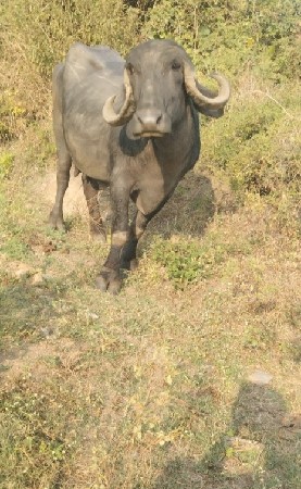 ભેંશ વેચવાની છે
