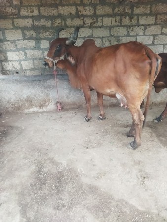 થંબનેલ 2