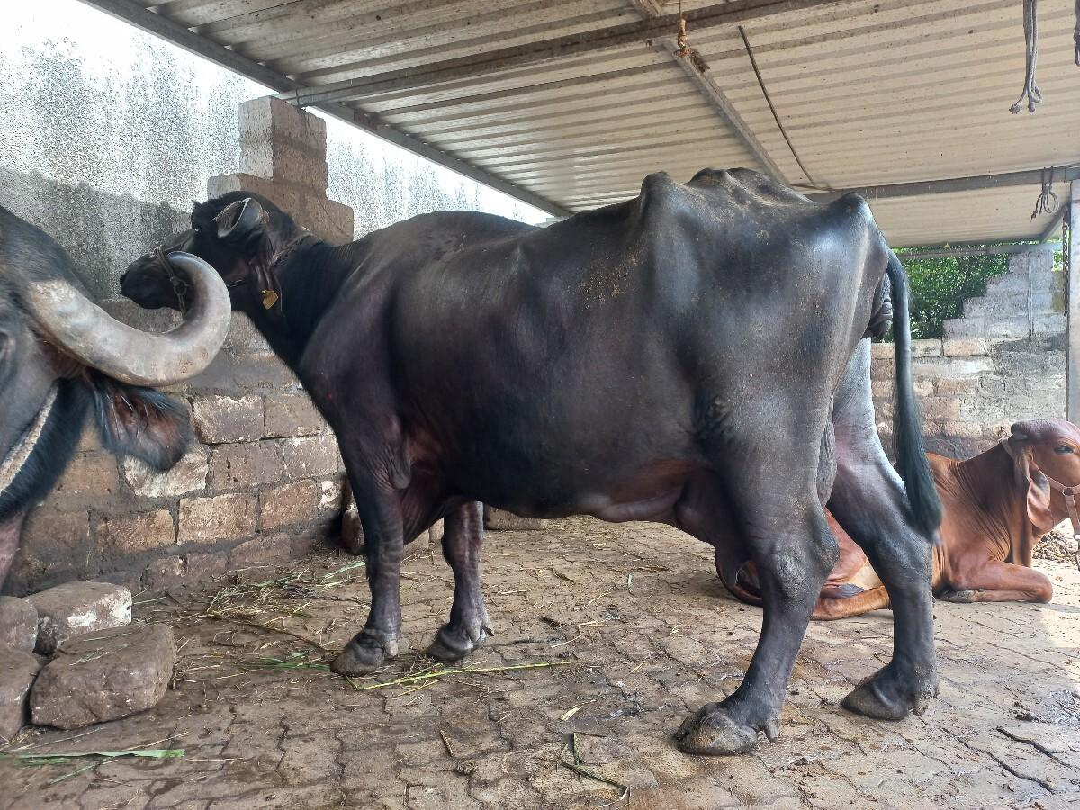 ભેંશ વેચવાની છે