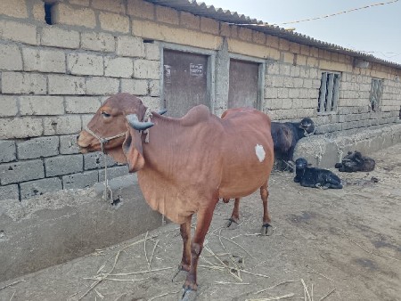 કિરીટભાઈ મસરીભાઈ પરમાર