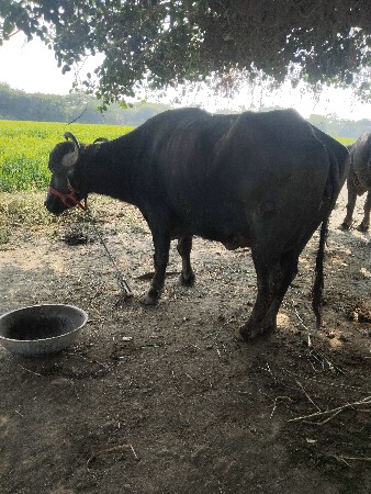 थंबनेल 3