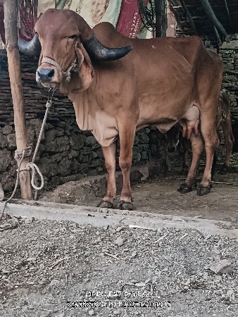 थंबनेल 2