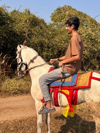 રોજી ઘોડી વેચવાની છે