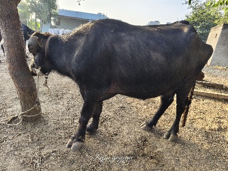ભેંસ વેચવાની છે
