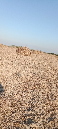 જુવાર વેચવાની ( સુકી નિરણ )