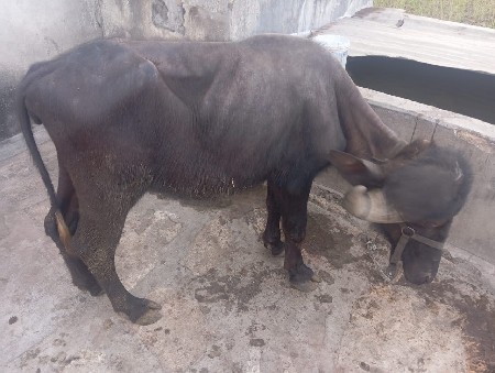 જાફરાબાદી પાડી વેચવાની છે