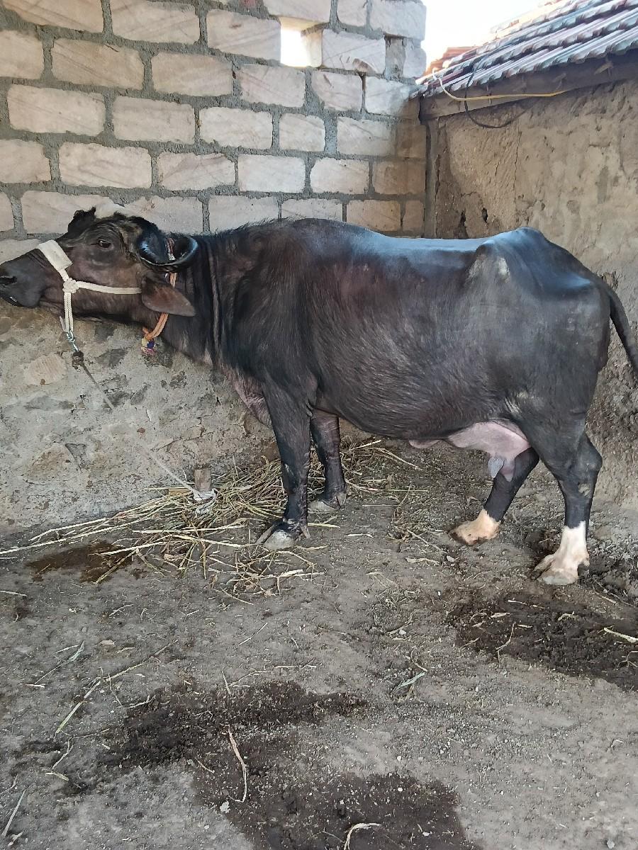 ભેંસ વેચવાની છે