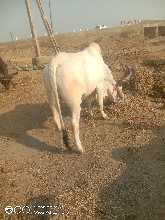 થંબનેલ 3