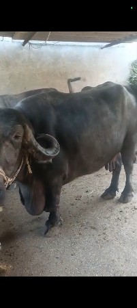 थंबनेल 3