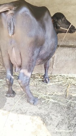 ભેંસ વેચવાની છે