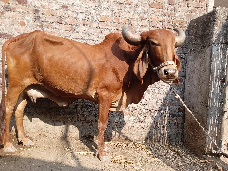 સ્વર્ણ કપિલા