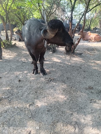 थंबनेल 3