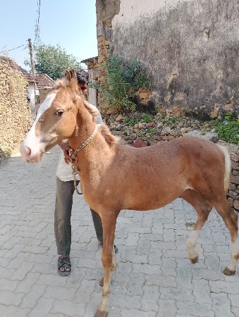 વશેરો 6 મિહિના નો