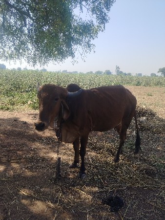 થંબનેલ 2