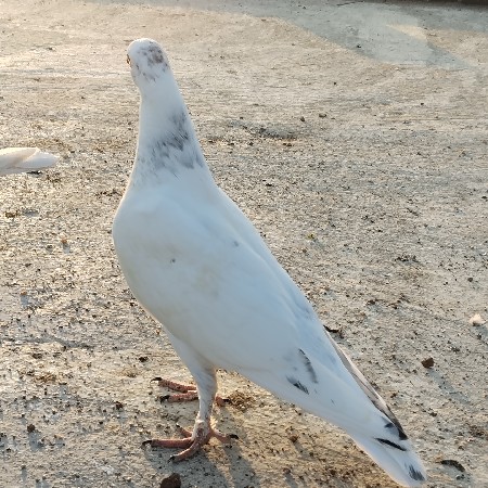 थंबनेल 3