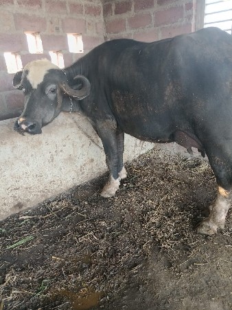 થંબનેલ 3