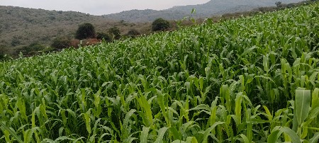 જુવાર નિ સાર