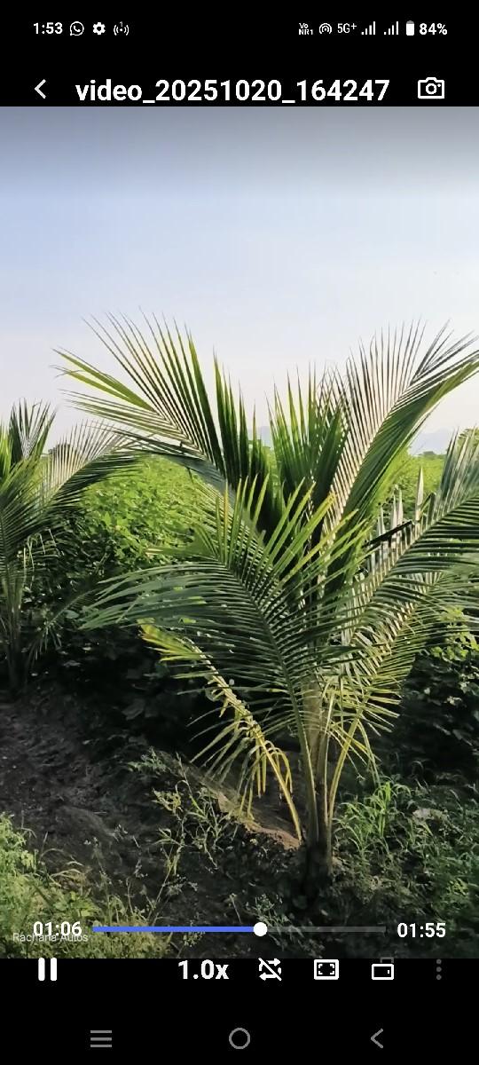 થંબનેલ 3