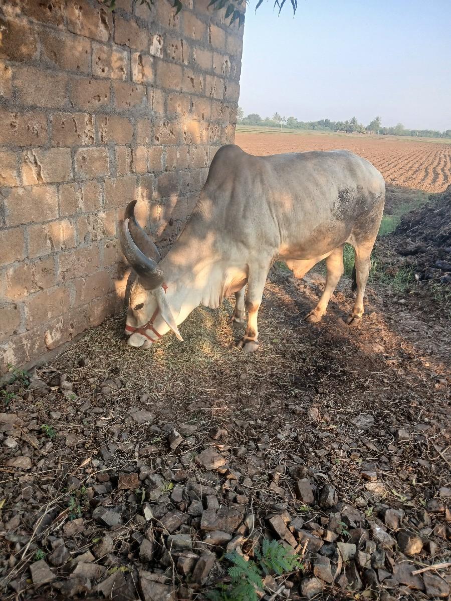 થંબનેલ 2